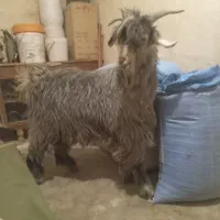 میش.بز.بزغاله.گاو.گوساله|حیوانات مزرعه|اردل, |دیوار