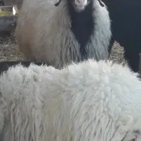 فروش بره ماده چاق در کفترک|حیوانات مزرعه|شیراز, کفترک|دیوار