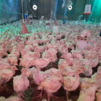 گوشتی بوقلمون پرواری