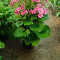 سینره ۱۲۰|گل و گیاه طبیعی|پاکدشت, پاکدشت (مامازند)|دیوار