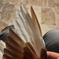 جوجه سرخ دم سفید|پرنده|گلبهار, شهر جدید گلبهار|دیوار