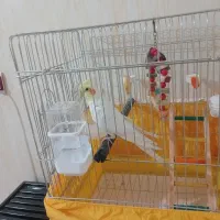 قفس 1032میله ضخیم