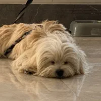 واگذاری سگ شیتزو|سگ|شیراز, طلاب|دیوار