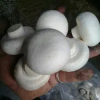 قارچ ارگانیک