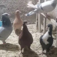 زرد و سرخ جفت|پرنده|تربت‌حیدریه, شهرک ولیعصر|دیوار