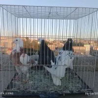 کفتر ، کبوتر