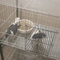 کفتر چپ و سینه ای|پرنده|تهران, شهرک استقلال|دیوار