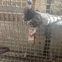 ماده یال و سرور|پرنده|شیراز, کوزه گری|دیوار