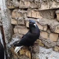 سیا دم سفید