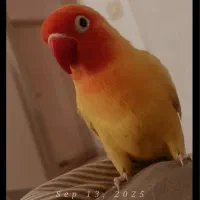 طوطی برزیلی|پرنده|تهران, سوهانک|دیوار