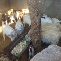 کهره،بره                               شهرک توحید