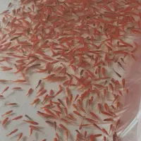 ماهی عید|ماهی|شوشتر, |دیوار