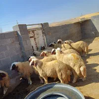 کاور ورن. بره قوچ.|حیوانات مزرعه|کوزران, |دیوار