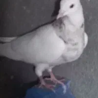 فروش  یجفت یالی با یه طوقی نر|پرنده|برازجان, |دیوار