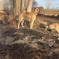 سگ ماده|سگ|سراب, |دیوار