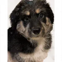 واگذاری توله هاسکی