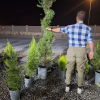 کامیس پالم یاس هلندی و سرو و شمشاد|خدمات باغبانی و درختکاری|فلاورجان, |دیوار