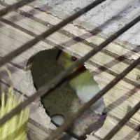 4عدد عروس هلندی|پرنده|فاضل آباد, |دیوار