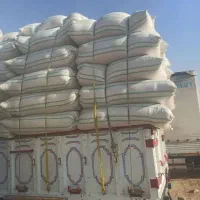 کاه دیم کردستان درجه یک