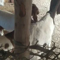 9راس بز جنوبی