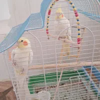 عروس هلندی لوتینو|پرنده|زیباشهر, |دیوار