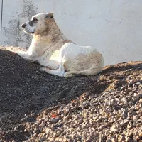 ماده الابای روسی|سگ|سیمین شهر, |دیوار