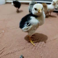 جوجه برهما لاری آمروک بلدرچین