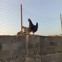 مرغ گلین کاکلی