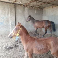 اسب مادیان دره شور  ۸ ساله