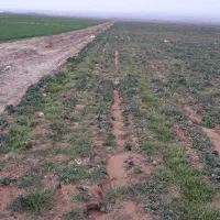 اجاره زمین کشاورزی دیم وآبی