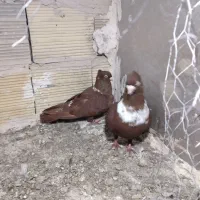 کفتر|حیوانات|مشهد, تبادکان|دیوار