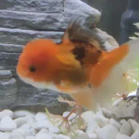 آکواریوم شرکتی خم . ماهی گلفیش اوراندا