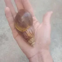حلزون