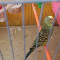 یک جفت مرغ عشق بفروش می‌رسد