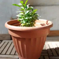 گلدون نارنج