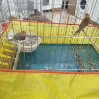 جفت قناری روی تخم