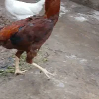 ۱۰ عدد مرغوخروس لاری اصیل|حیوانات مزرعه|میانه, |دیوار