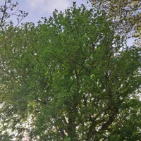 باغ ۱۰۰۰ متری فاروق دیوارکشی شده