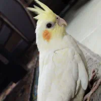 عروس هلندی لوتینو