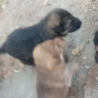 توله ژرمن شولاین بلک فیس وارداتی|سگ|ارومیه, |دیوار