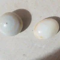 مهره برد سلیمانی اصل