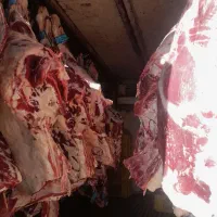 پخش مرغ  و گوشت بصورت عمده خورده