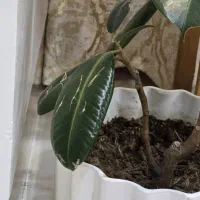 گل طبیعی سبز|گل و گیاه طبیعی|میبد, |دیوار