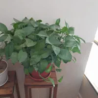 گل پتوس|گل و گیاه طبیعی|شاهرود, |دیوار