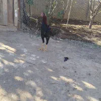 لاری جوان|حیوانات مزرعه|انبارآلوم, |دیوار