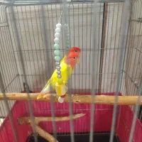 طوطی برزیلی اوپال