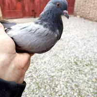 کبوتر سبز پر معاوضه با پلاکی