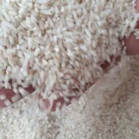 نیمدانه هاشمی  از شهرستان شفت چوبر ۱۲ کیلو|خوردنی و آشامیدنی|رشت, پل تالشان|دیوار