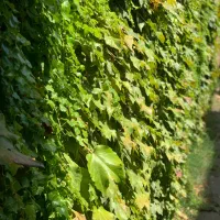 با ماهی ۳۰میلیون صاحب واحد شو