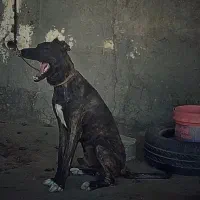 سگ افغان اصیل ماری|سگ|قم, آزادگان|دیوار